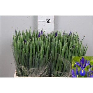 Iris Blue Magic