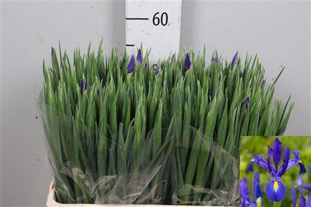 <h4>Iris Blue Magic</h4>