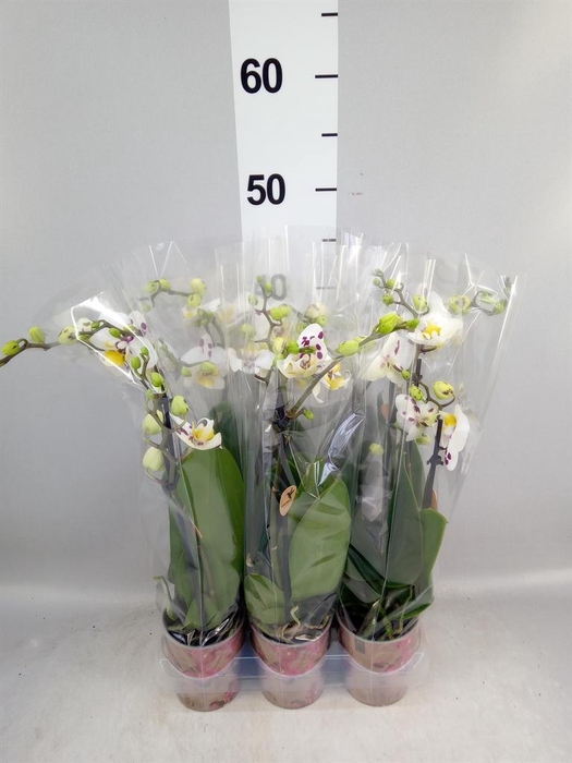 <h4>Phalaenopsis multi.   ...</h4>