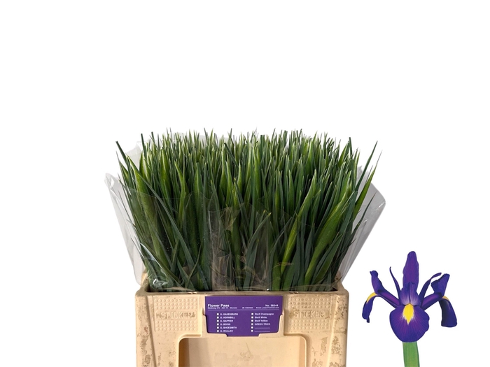 <h4>IRIS BLUE MAGIC</h4>