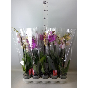 Phalaenopsis   ...mix
