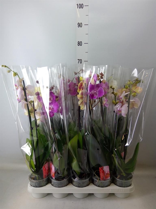 <h4>Phalaenopsis   ...mix</h4>