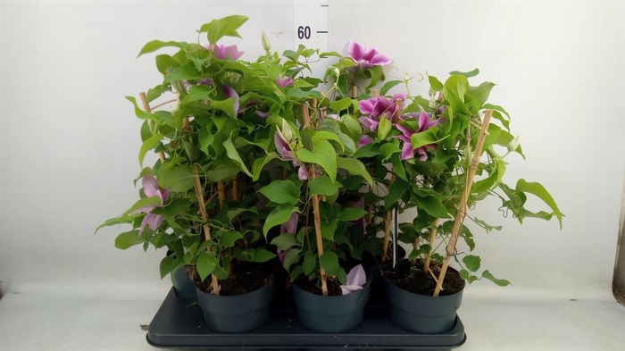 <h4>Clematis  'Boulevard'   ...</h4>