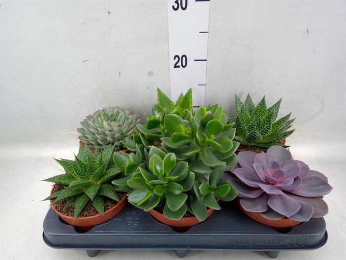 <h4>Succulents   ...mix 6</h4>