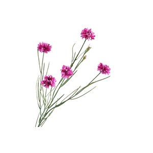 Centaurea Cyanus Purple