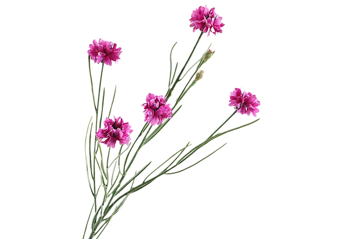 <h4>Centaurea Cyanus Purple</h4>