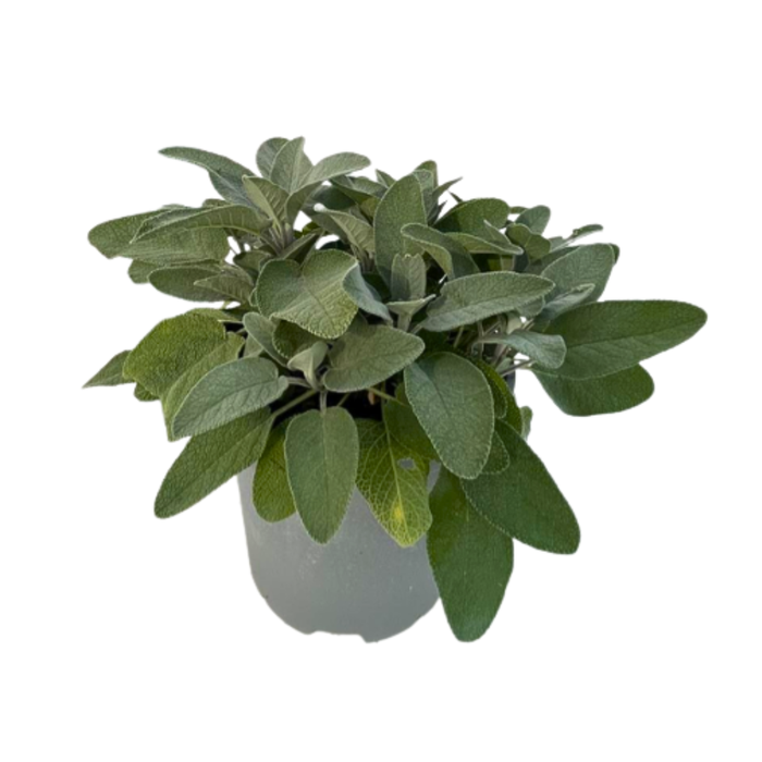 <h4>Salvia overig</h4>