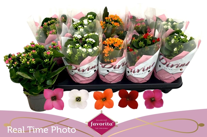 <h4>KAL EN GEM 5 KL</h4>