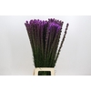 Liatris Callilepis
