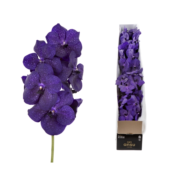 <h4>Vanda Deep Blue X4</h4>