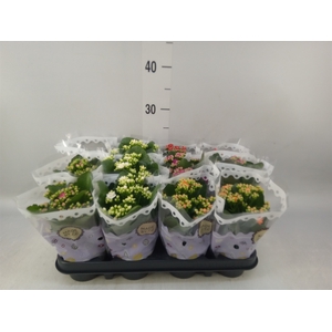 Kalanchoe blos.   ..rosebud mix  5