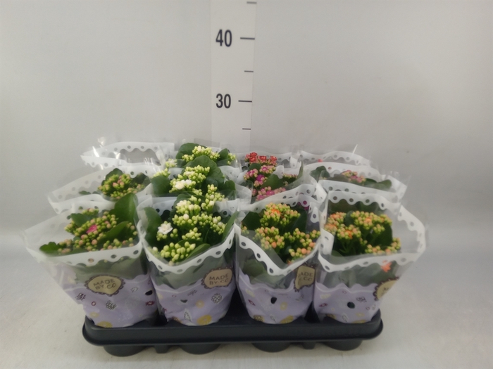 <h4>Kalanchoe blos.   ..rosebud mix  5</h4>
