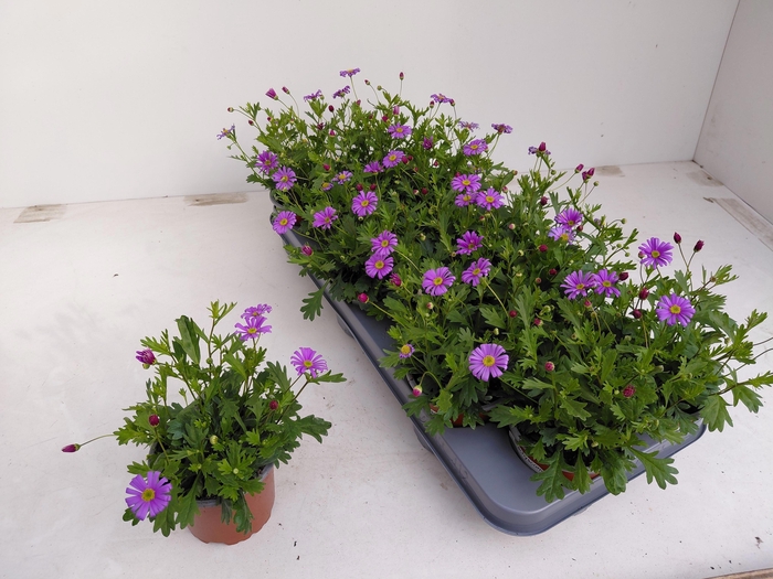 <h4>BRACH BRAS VIOLET</h4>