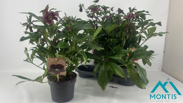 <h4>HELL ORIENTALIS</h4>