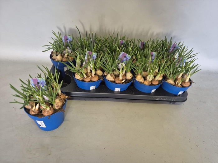 <h4>BOLBLOEMEN GEM</h4>