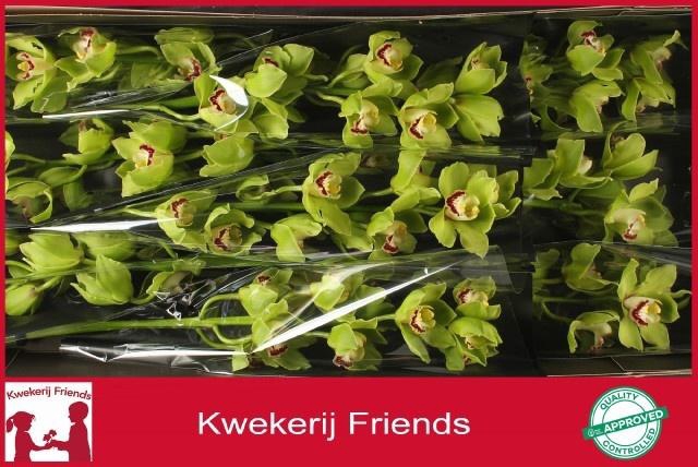 <h4>CYMB T ALI ANDERSON</h4>