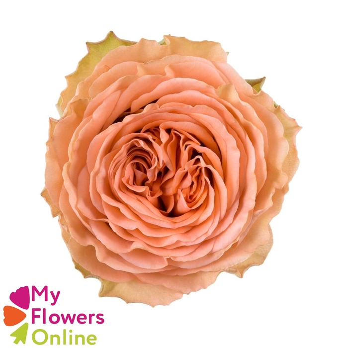 <h4>R Gr Country Home Peach 50cm EC</h4>