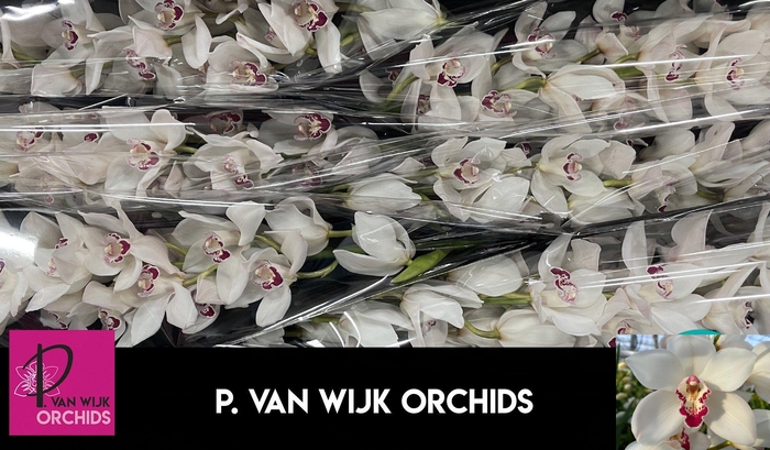 <h4>CYMB T MAZURKA</h4>