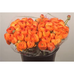 Ran.. Su Lambada Extra