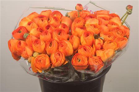 Ran.. Su Lambada Extra