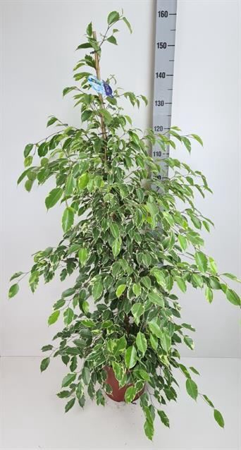 <h4>Ficus benja. 'Golden King'</h4>