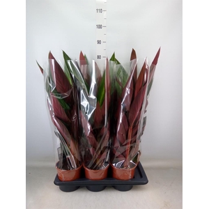 Stromanthe sanguin. 'Stripestar'