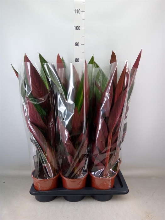 <h4>Stromanthe sanguin. 'Stripestar'</h4>