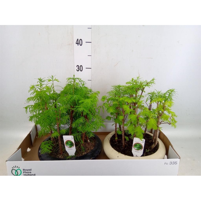 <h4>Bonsai   ...</h4>