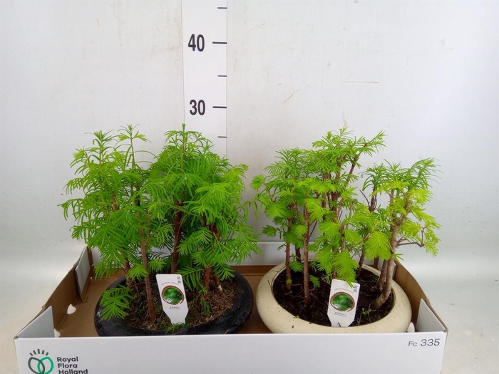 <h4>Bonsai   ...</h4>