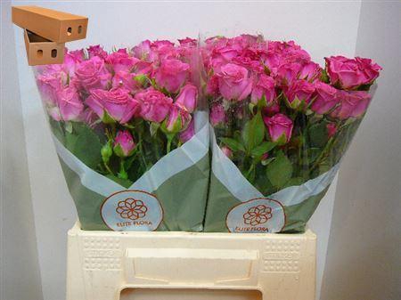 <h4>R Tr Lianne</h4>