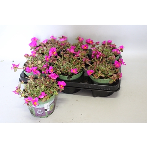 Portulaca Neon Pink