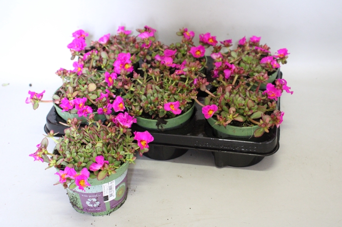 <h4>Portulaca Neon Pink</h4>