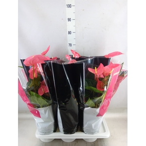 Anthurium andr. 'Maine'