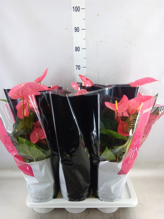 <h4>Anthurium andr. 'Maine'</h4>