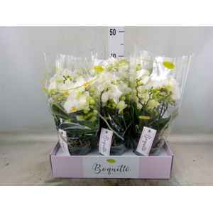 Phalaenopsis multi.   ...