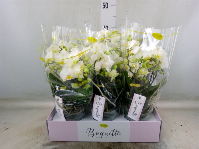 <h4>Phalaenopsis multi.   ...</h4>