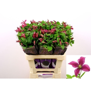 CLEMATIS INSPIRATION CLEM AMAZING K