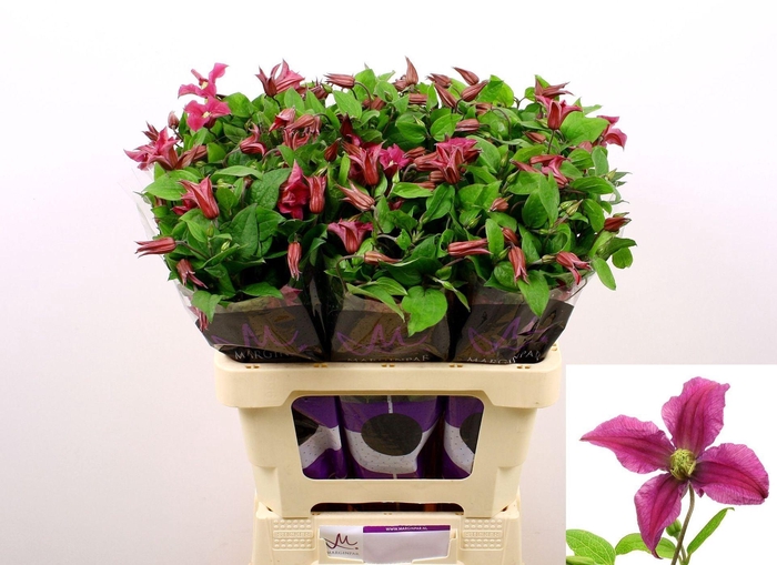 <h4>CLEMATIS INSPIRATION CLEM AMAZING K</h4>