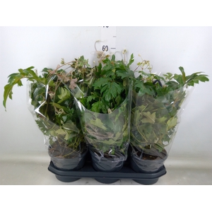 Cissus rhombifolia 'Ellen Danica'