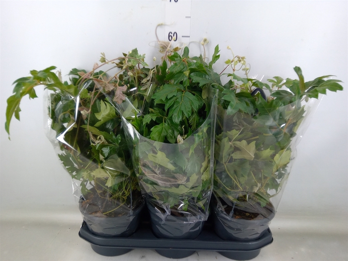 <h4>Cissus rhombifolia 'Ellen Danica'</h4>