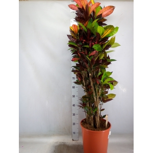 Codiaeum var. KL 'Mrs Iceton'