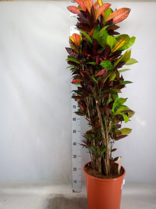 <h4>Codiaeum var. KL 'Mrs Iceton'</h4>
