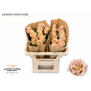 Rosa Garden Sand Dune