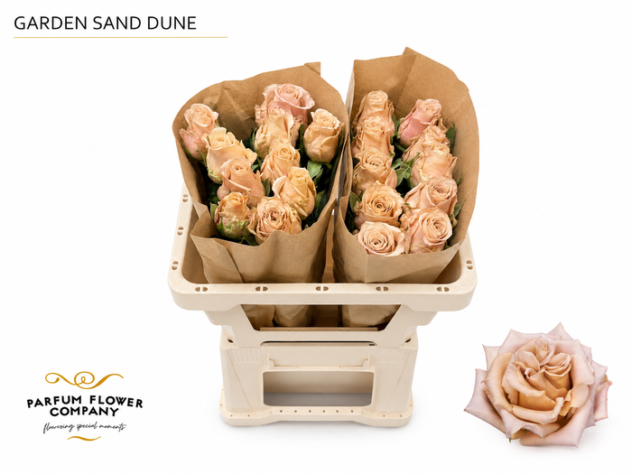 <h4>Rosa Garden Sand Dune</h4>