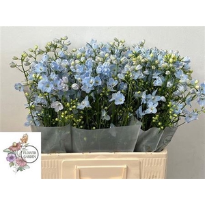 Delph En M Chiffon Blue