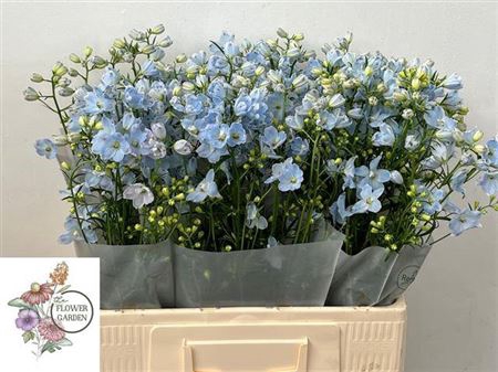 <h4>Delph En M Chiffon Blue</h4>