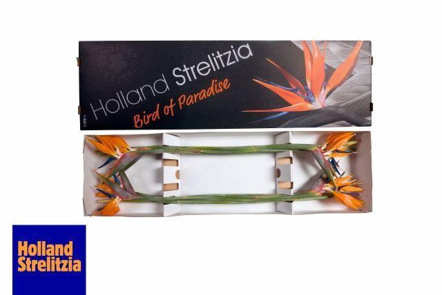 <h4>STRELITZIA REG BLOEM</h4>