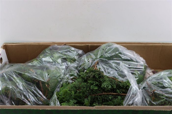 <h4>Chamaecyparis Nana 2 Kg P Pak</h4>