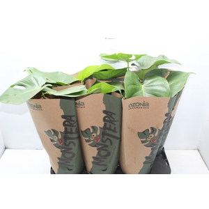 MONSTERA DELICIOSA P16