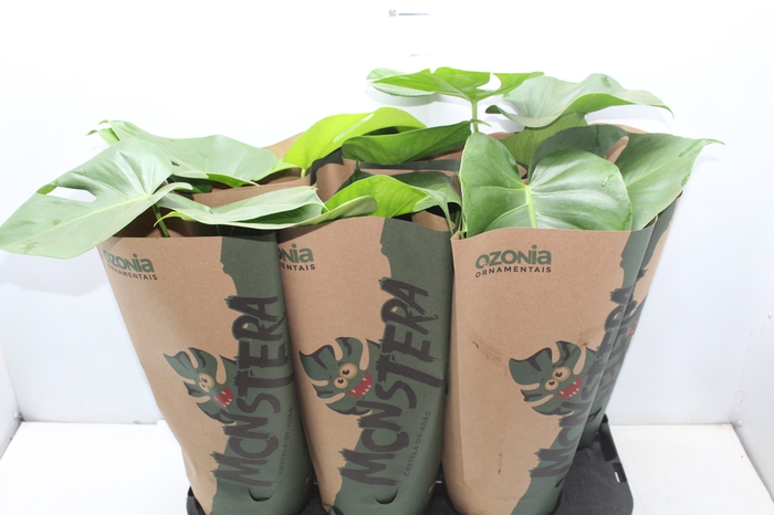 <h4>MONSTERA DELICIOSA P16</h4>